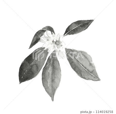 仏花として使われるシキミ モノトーン 樒 しきび 【水墨画風水彩画】白バック 透過背景 仏花として使われるシキミ モノトーン 樒 しきび 【水墨画風水彩画】白バック 透過背景 114019258