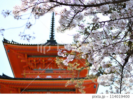 清水寺 三重塔と桜 清水寺 三重塔と桜 114019400