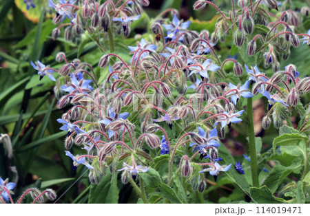 星形の花が咲く人気の高いハーブ、ボリジ 星形の花が咲く人気の高いハーブ、ボリジ 114019471