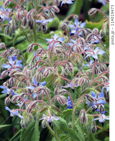 星形の花が咲く人気の高いハーブ、ボリジ 114019473