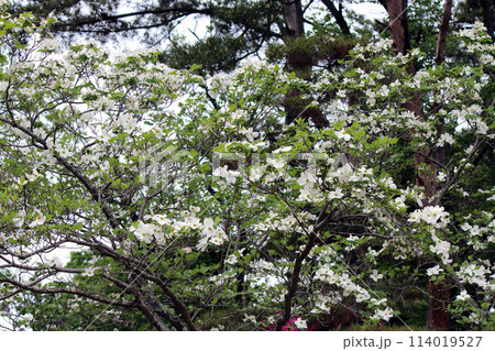 庭木や公園木として栽植されるハナミズキ 庭木や公園木として栽植されるハナミズキ 114019527