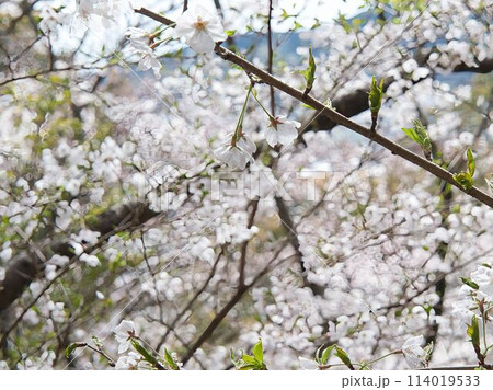 春の近隣公園に咲いたソメイヨシノ 春の近隣公園に咲いたソメイヨシノ 114019533