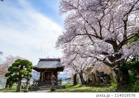 五巴神社の桜 上山市 山形県 五巴神社の桜 上山市 山形県 114019576