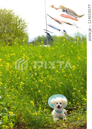 鯉のぼりが舞う菜の花畑に伏せて見つめるトイプードルのベイリー君♡ 114019577