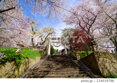 爽やかな朝　烏帽子山八幡宮　石の大鳥居　山形県　　 114019796