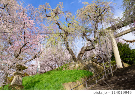 爽やかな朝 烏帽子山八幡宮の古木 鳥居の桜 山形県 爽やかな朝 烏帽子山八幡宮の古木 鳥居の桜 山形県 114019949