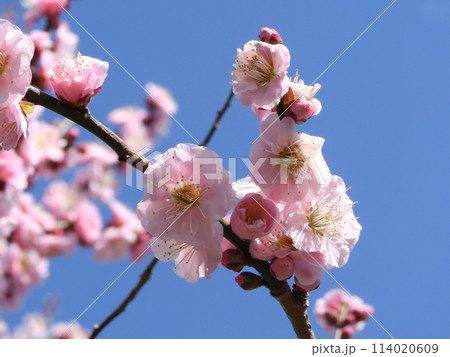 青空に映える梅の花 114020609