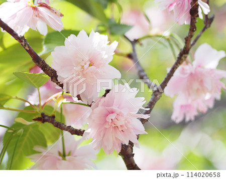 鎌足桜（木更津市） 114020658
