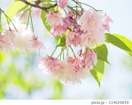 鎌足桜（木更津市） 114020659