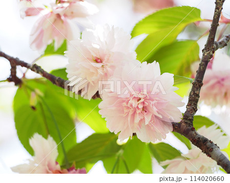 鎌足桜（木更津市） 114020660
