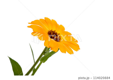 orange calendula flower isolated on the white orange calendula flower isolated on the white 114020884