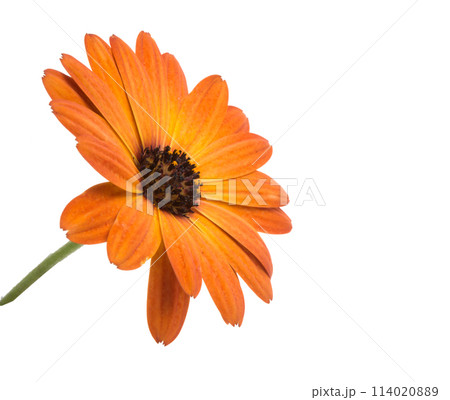 orange calendula flower isolated on the white orange calendula flower isolated on the white 114020889