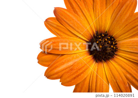 orange calendula flower isolated on the white orange calendula flower isolated on the white 114020891