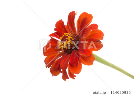 beautiful zinnia flower isolated on the white beautiful zinnia flower isolated on the white 114020930