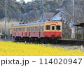 菜の花畑を行く小湊鉄道 114020947