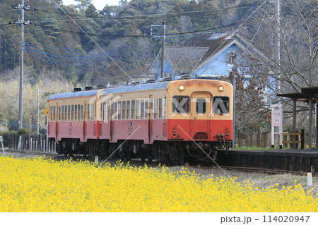 菜の花畑を行く小湊鉄道 114020947