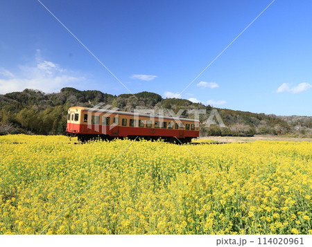 菜の花畑を走る小湊鉄道　石神菜の花畑 114020961