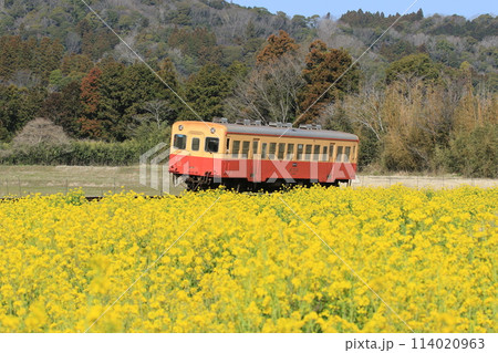 菜の花畑を走る小湊鉄道 石神菜の花畑 菜の花畑を走る小湊鉄道 石神菜の花畑 114020963