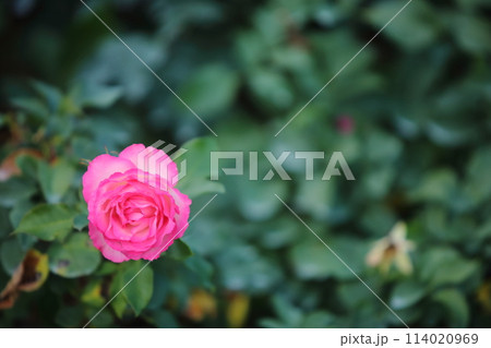 荒尾市 おもやい市民花壇 バラの花、 荒尾市 おもやい市民花壇 バラの花、 114020969