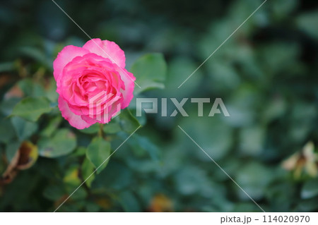 荒尾市 おもやい市民花壇 バラの花、 荒尾市 おもやい市民花壇 バラの花、 114020970