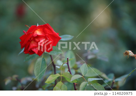 荒尾市　おもやい市民花壇　バラの花、 114020975