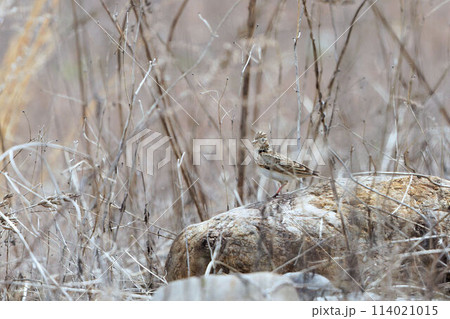 草むらのヒバリ 114021015