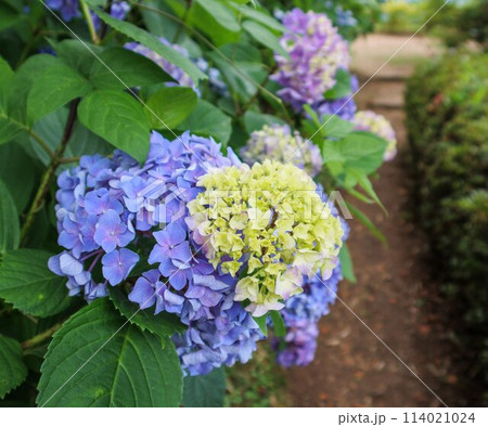梅雨の晴れ間に咲く紫陽花 梅雨の晴れ間に咲く紫陽花 114021024