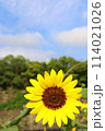 ひまわりと青空 114021026