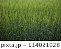 緑の麦畑 114021028