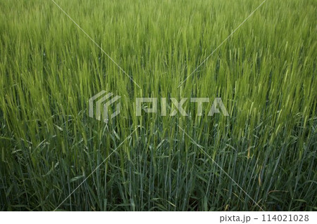 緑の麦畑 緑の麦畑 114021028