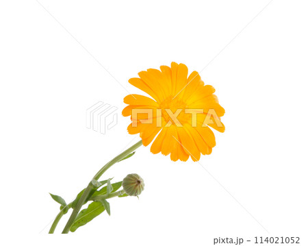 orange calendula flower isolated on the white orange calendula flower isolated on the white 114021052