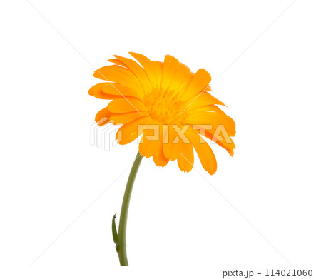 orange calendula flower isolated on the white orange calendula flower isolated on the white 114021060