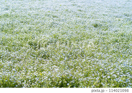 ネモフィラ ネモフィラ 114021098