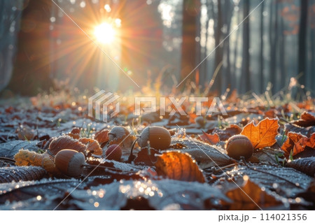 Dawn's Light on Frosty Leaves and Acorns 114021356