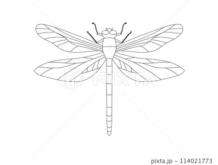 an Fire dragonfly an Fire dragonfly 114021773