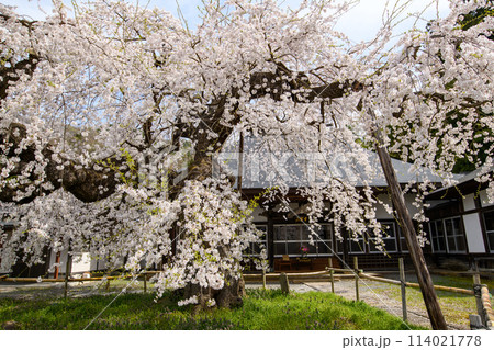 高仙寺のしだれ桜　上山市　山形県 114021778