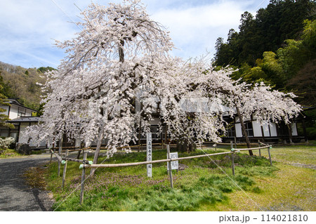 高仙寺のしだれ桜 上山市 山形県 高仙寺のしだれ桜 上山市 山形県 114021810