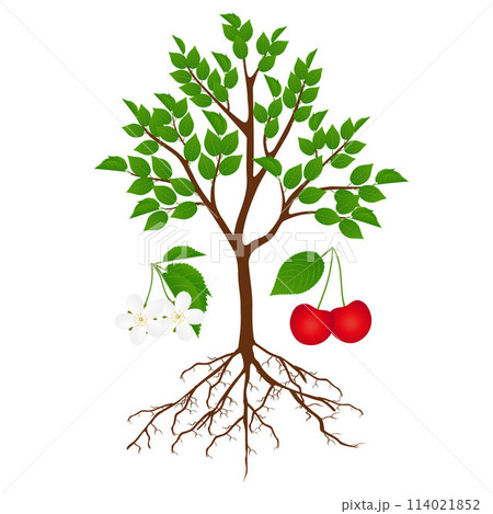 Cherry tree with flowers and berries on a white background. 114021852