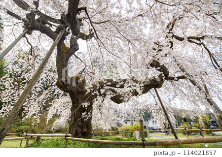 優雅な高仙寺のしだれ桜　上山市　山形県 114021857