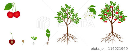 Cycle of growth of a cherry tree is isolated on a white background. 114021949