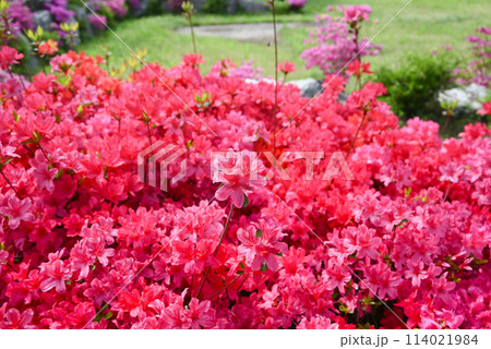 徒長枝の目立つツツジ 114021984