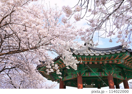 韓国の東屋と満開の桜 114022000