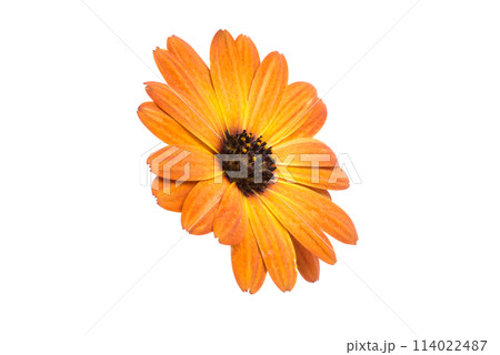 beautiful orange osteospermum or african daisy flower isolated on white beautiful orange osteospermum or african daisy flower isolated on white 114022487