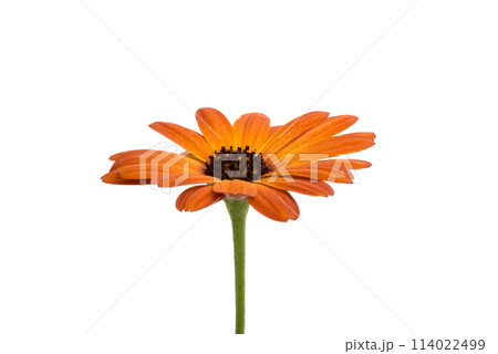 beautiful orange osteospermum or african daisy flower isolated on white beautiful orange osteospermum or african daisy flower isolated on white 114022499