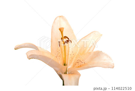 bright lilly flower isolated on the white 114022510