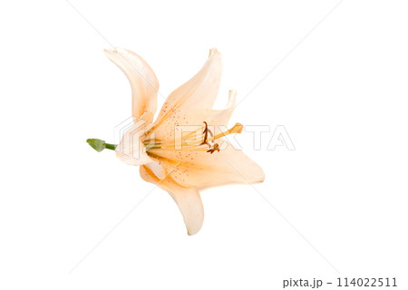 bright lilly flower isolated on the white 114022511