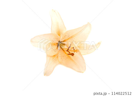 bright lilly flower isolated on the white 114022512