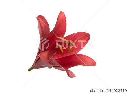 bright red lily flower isolated on the white 114022519