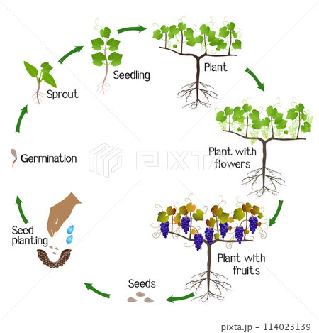A growth cycle of grape plant on a white background. 114023139