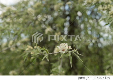 Willow leaf pear blossom in spring 114023189